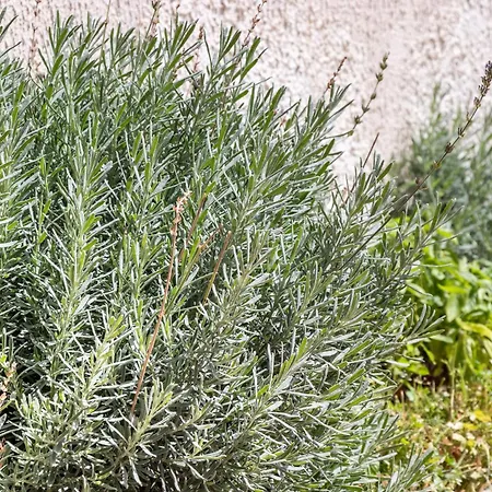 La Terrazza Sul Mare Отель типа 
